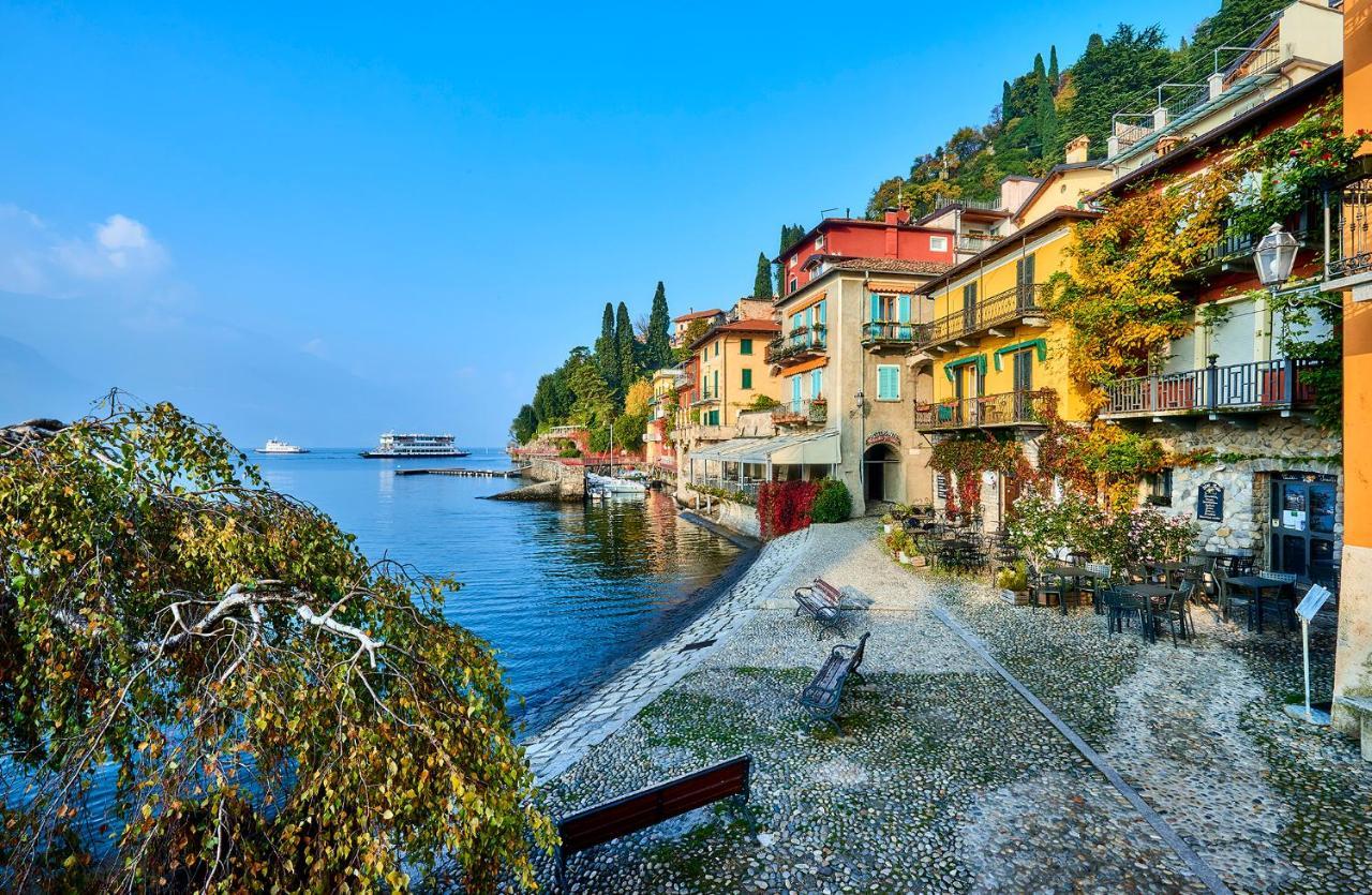 Pinus Varenna