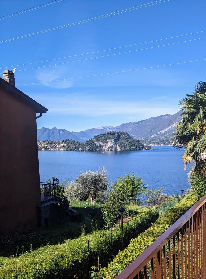 Pinus * Varenna